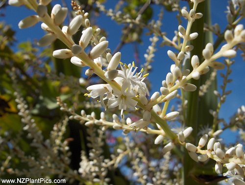 Cordyline banksii
